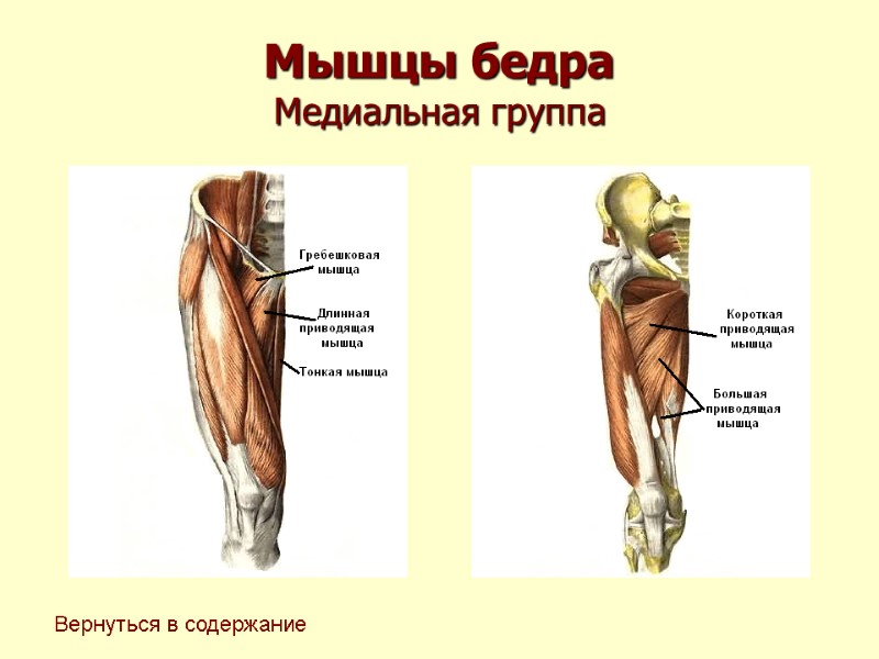 Мышцы бедра Медиальная группа Вернуться в содержание